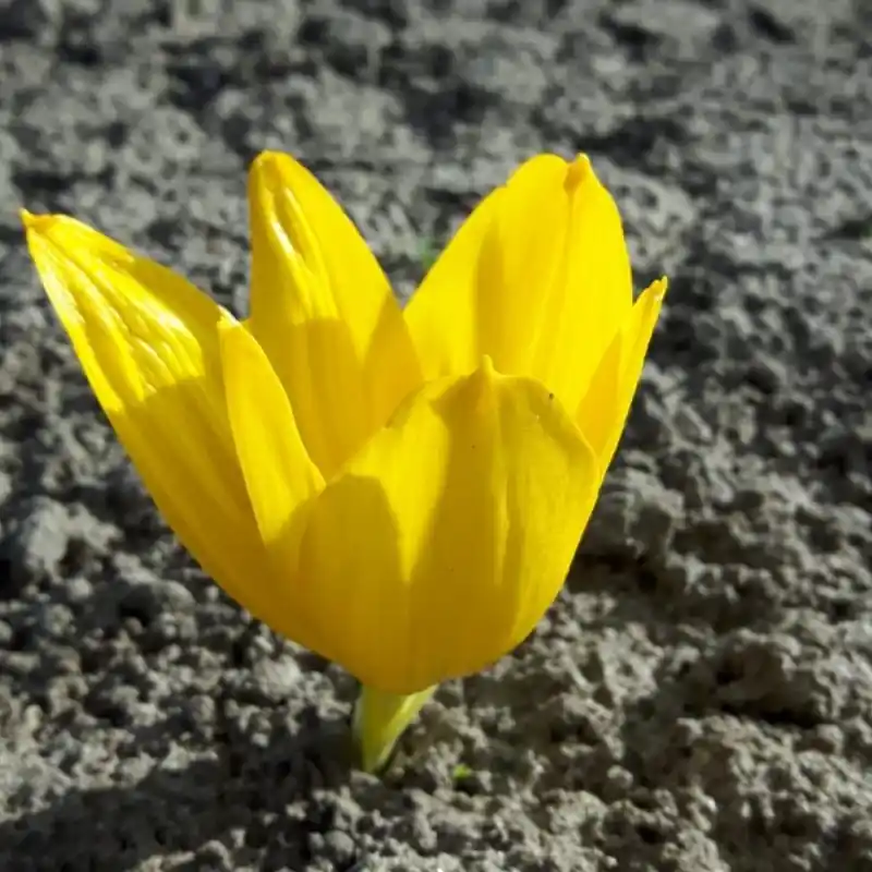 Scherpe prijs | Sternbergia clusiana