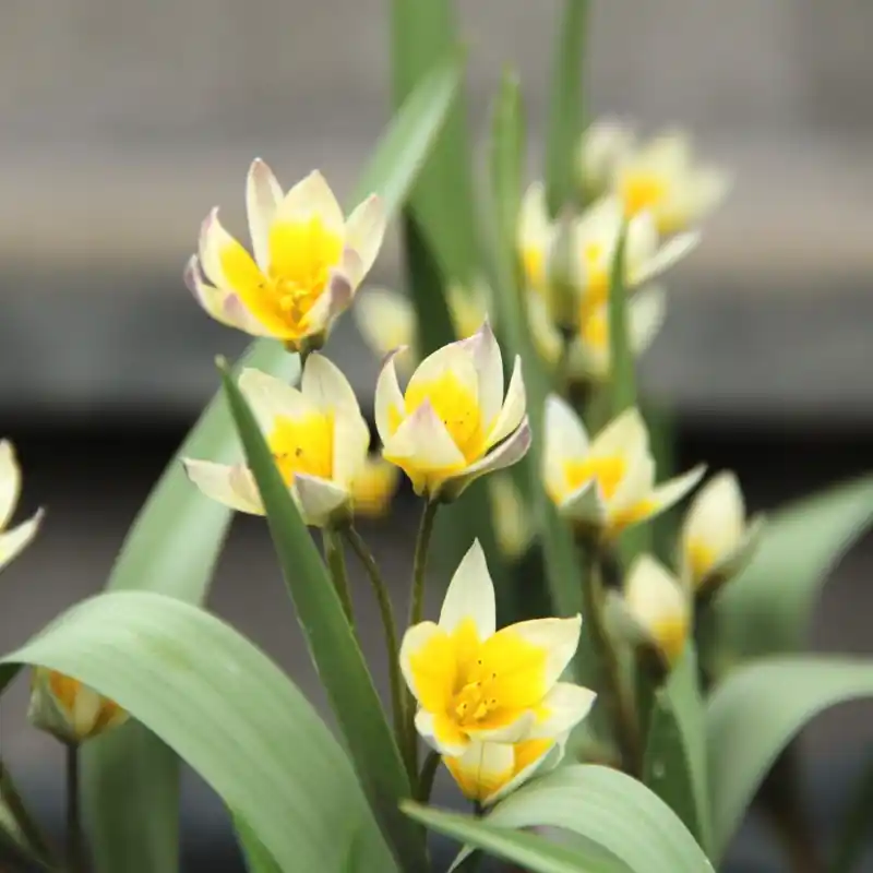 Tulipa bifloriformis ‘Starlight‘ - Trending