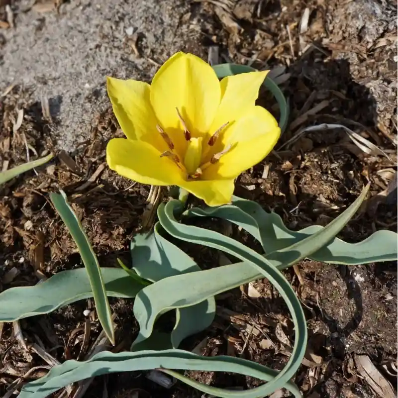 Profiteer nu - Tulipa lemmersii