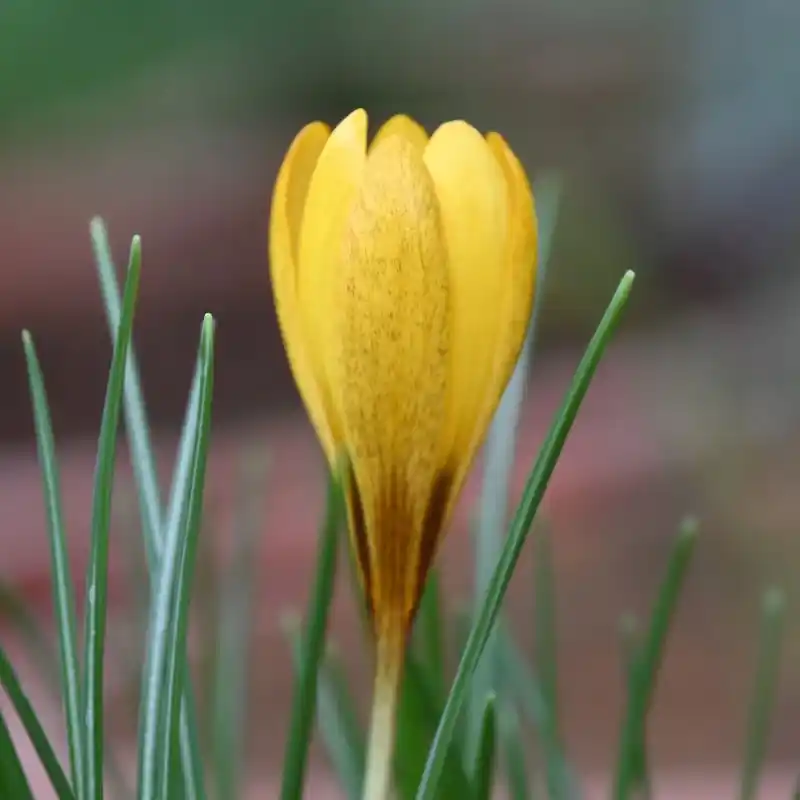Veel gekozen - Crocus gembosii ‘Golden Delight‘