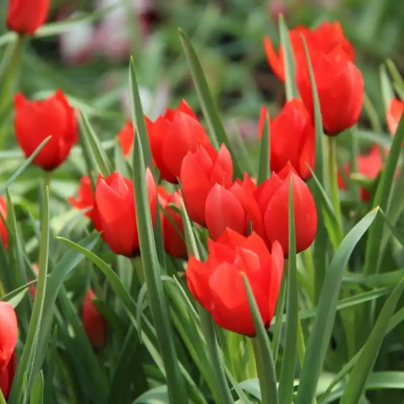 Tulipa batalinii ‘Red Hunter‘ - Topprijs