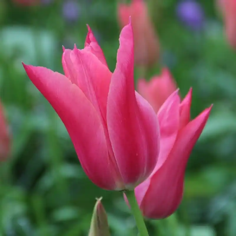 Tulipa ‘Mariette‘ | Speciale aanbieding