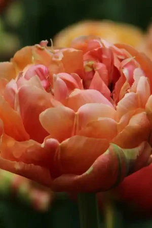 Zojuist toegevoegd | Tulipa ‘Copper Image‘