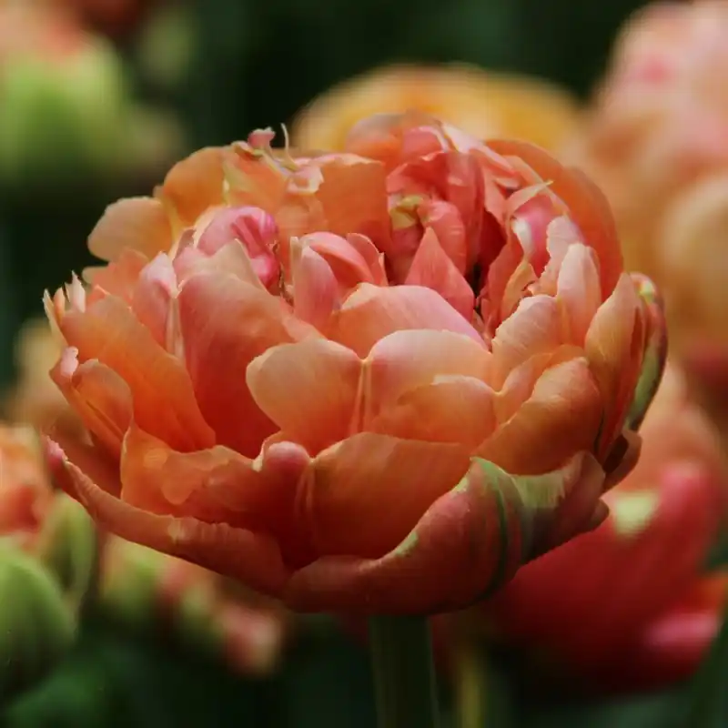 Zojuist toegevoegd | Tulipa ‘Copper Image‘