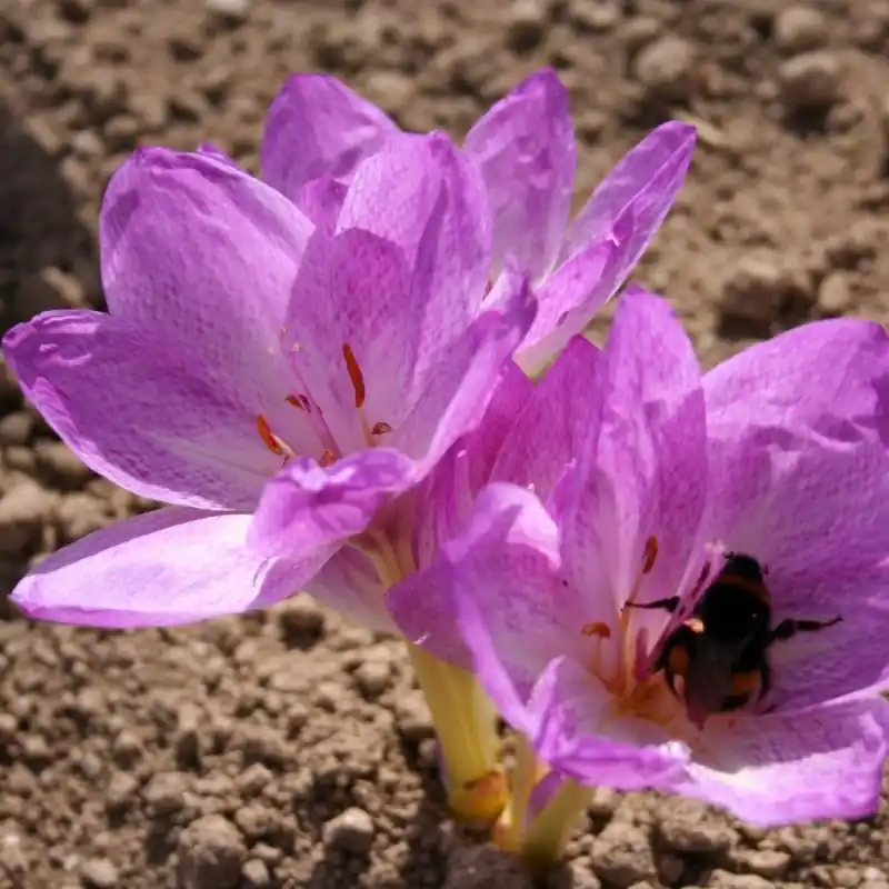 Colchicum bivonae ‘Vesta‘ | Topdeal