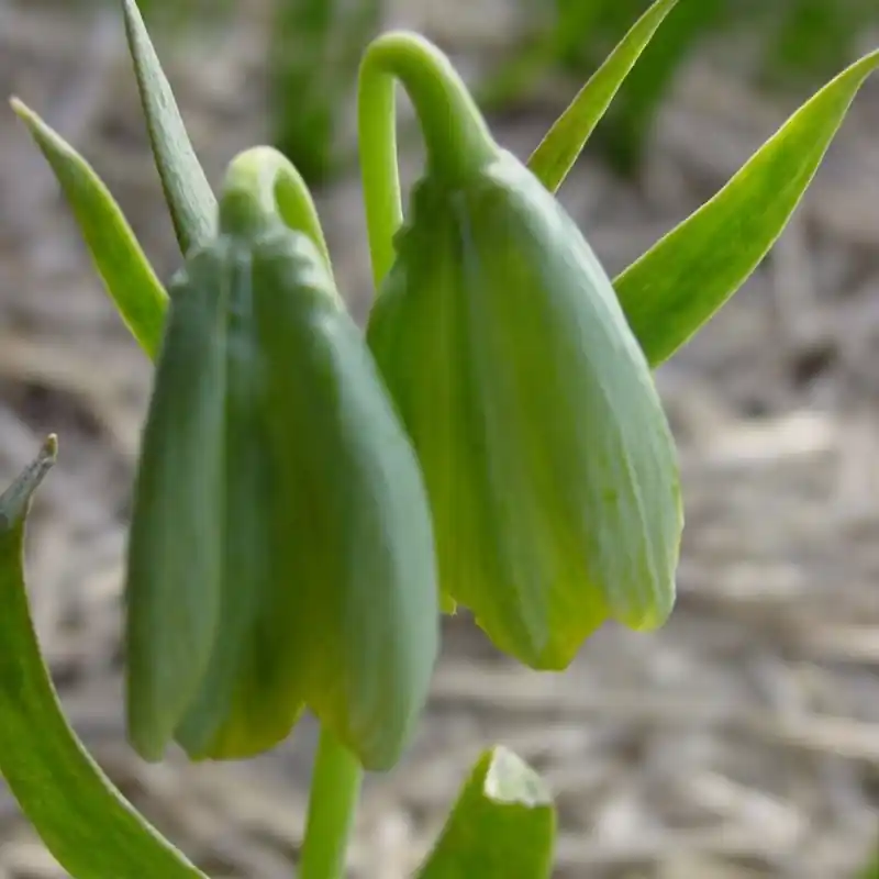 Fritillaria bithynica - Dagdeal