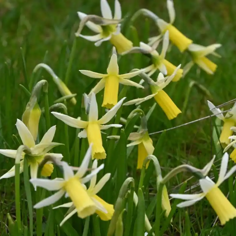 Topprijs | Narcissus ‘Snipe‘