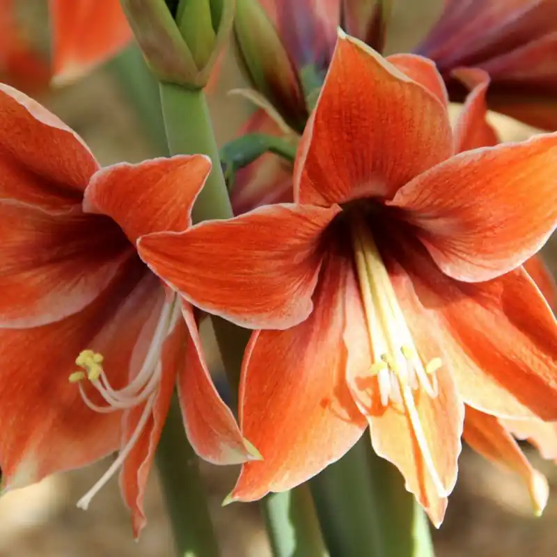Hippeastrum ‘Tierra‘ - Outlet