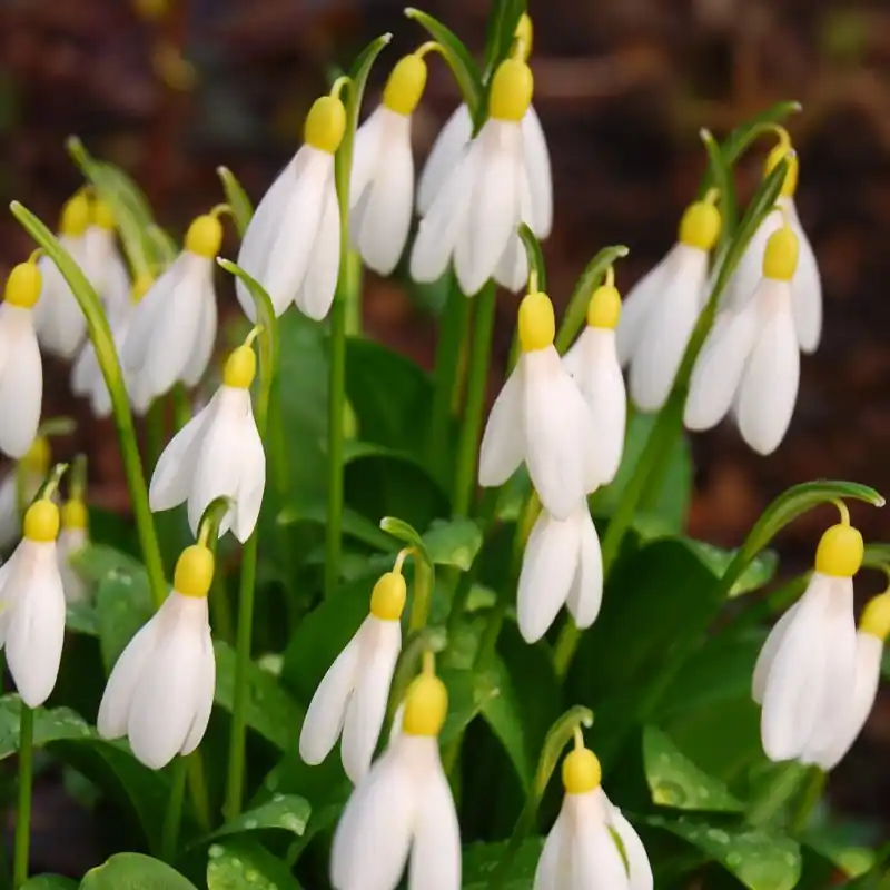 Sale - Galanthus woronowii ‘Elizabeth Harrison‘