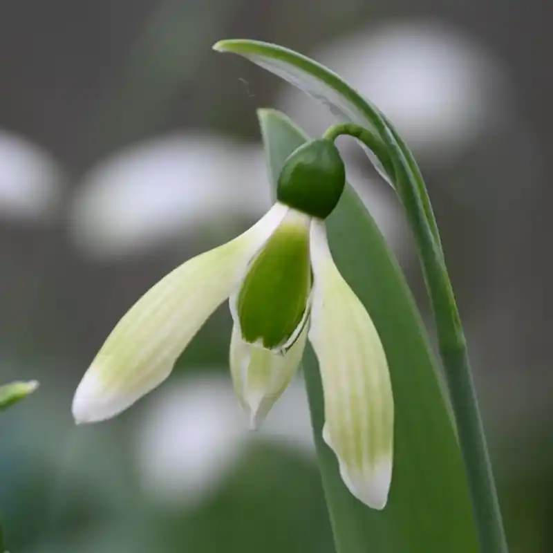 Snelle levering | Galanthus ‘Margaret Biddulph‘