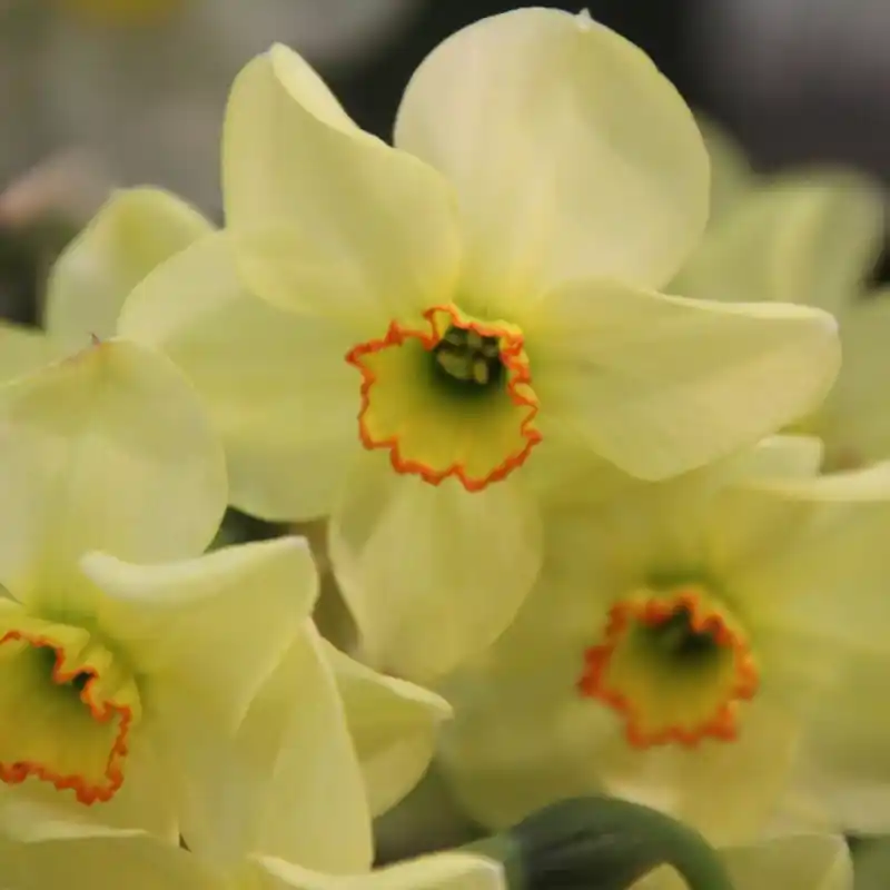 Narcissus ‘Dinkie‘ | Scherpe prijs