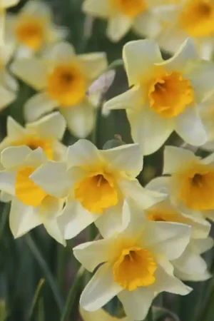Aanbieding - Narcissus ‘Parcpat‘