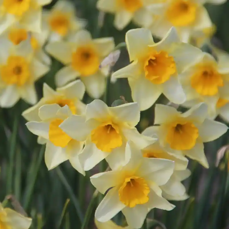 Aanbieding - Narcissus ‘Parcpat‘