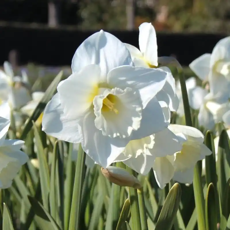 Narcissus ‘Tutankhamun‘ | Nieuw in de shop