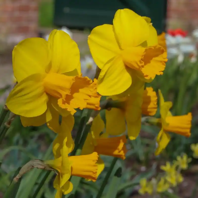 Online bestelbaar | Narcissus ‘Corbiere‘