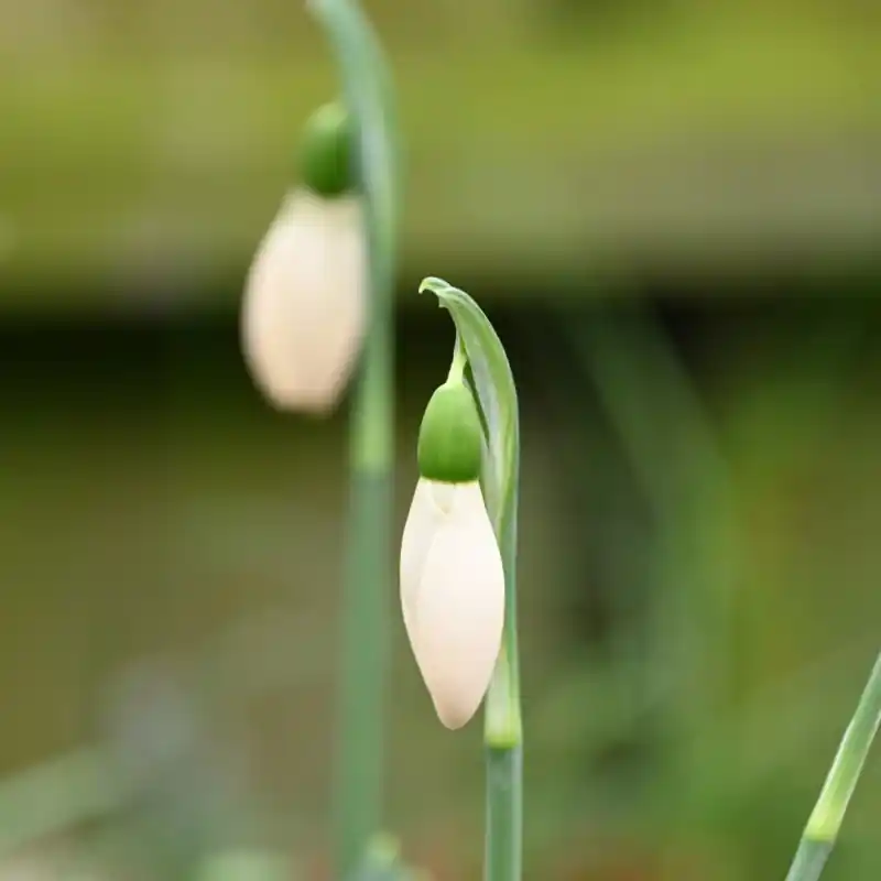 Galanthus ‘Anglesey Orange Tip‘ - Bestel vandaag