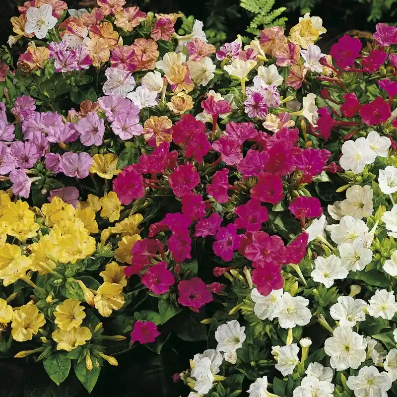 Mirabilis jalapa | Koop vandaag