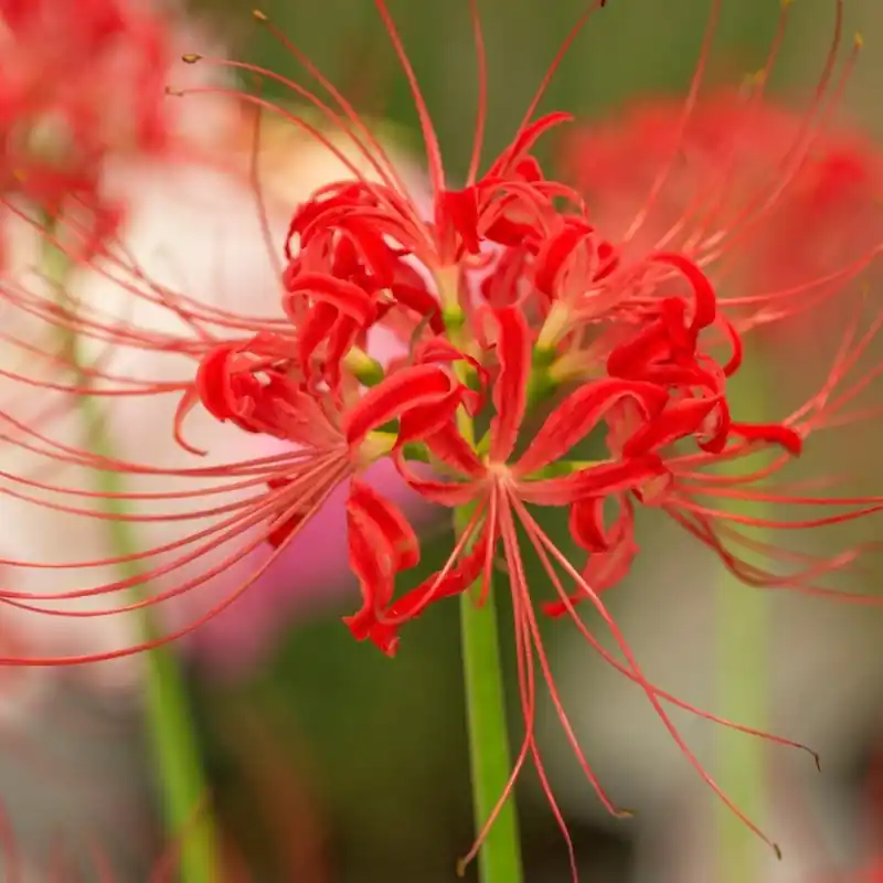 Lycoris radiata - Veilige betaling