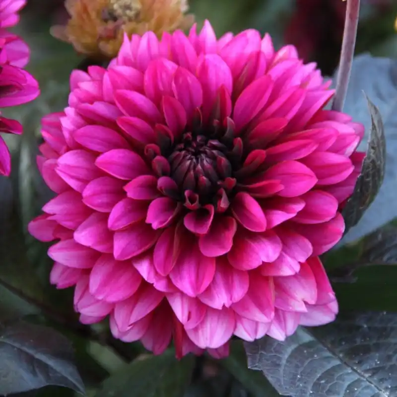 Dahlia ‘Jennifer Mary Ellen‘ - Online kopen