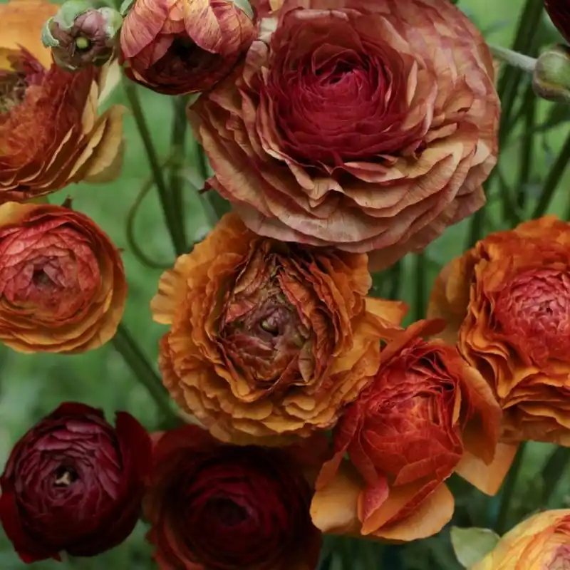 Ranunculus asiaticus ‘Aviv Picotee‘ -café- | Tijdelijke actie