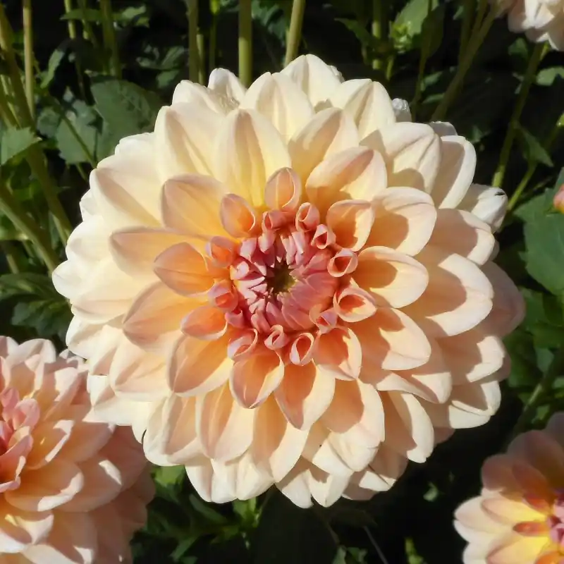 Dahlia ‘Maya‘ - Actie