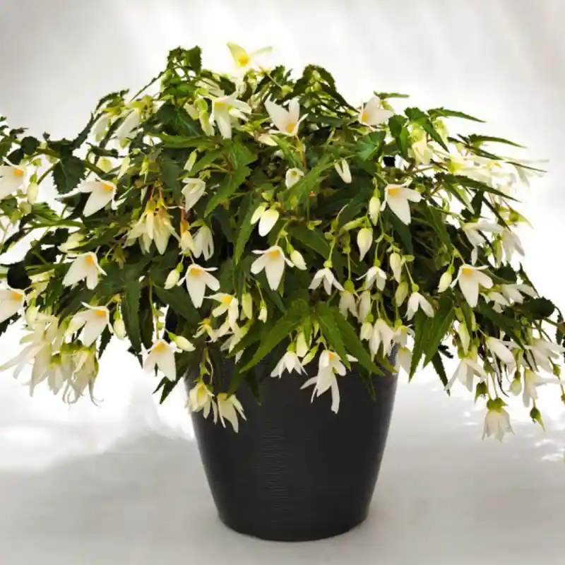 Topprijs | Begonia Bertinii boliviensis ‘Santa Barbara‘