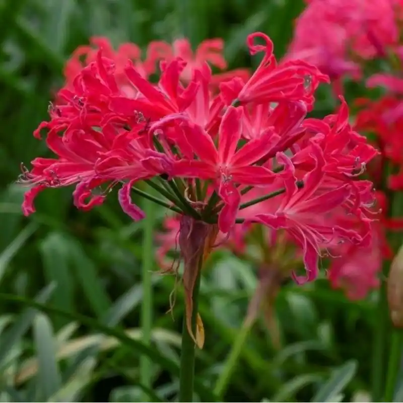 Direct kopen - Nerine bowdenii ‘Pearls of Cherry‘