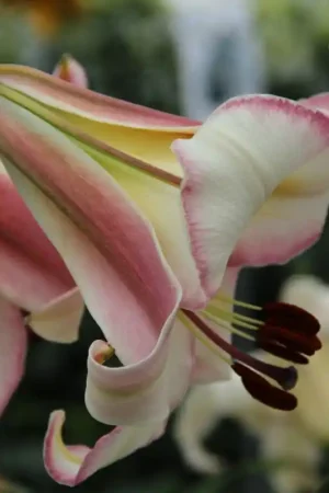 Zojuist toegevoegd - Lilium ‘Beijing Moon‘