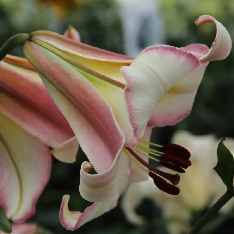 Zojuist toegevoegd - Lilium ‘Beijing Moon‘