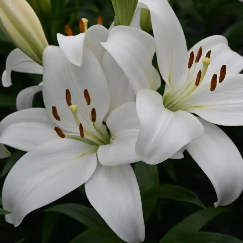 Lilium ‘Kent‘ | Vanaf nu beschikbaar