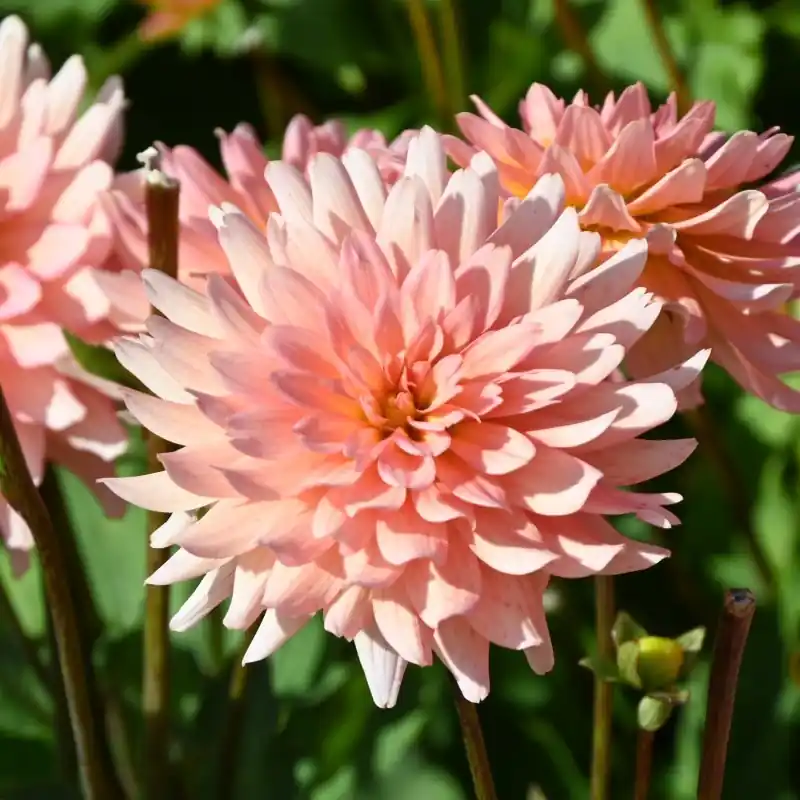 Dahlia ‘Gallery Leonardo‘ ® - Erg populair