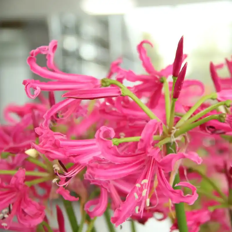 Nerine bowdenii ‘Isabel‘ - Prijsverlaging