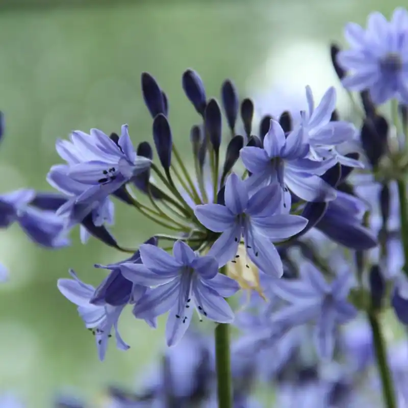 Agapanthus ‘Dr. Brouwer‘ - Aanbieding