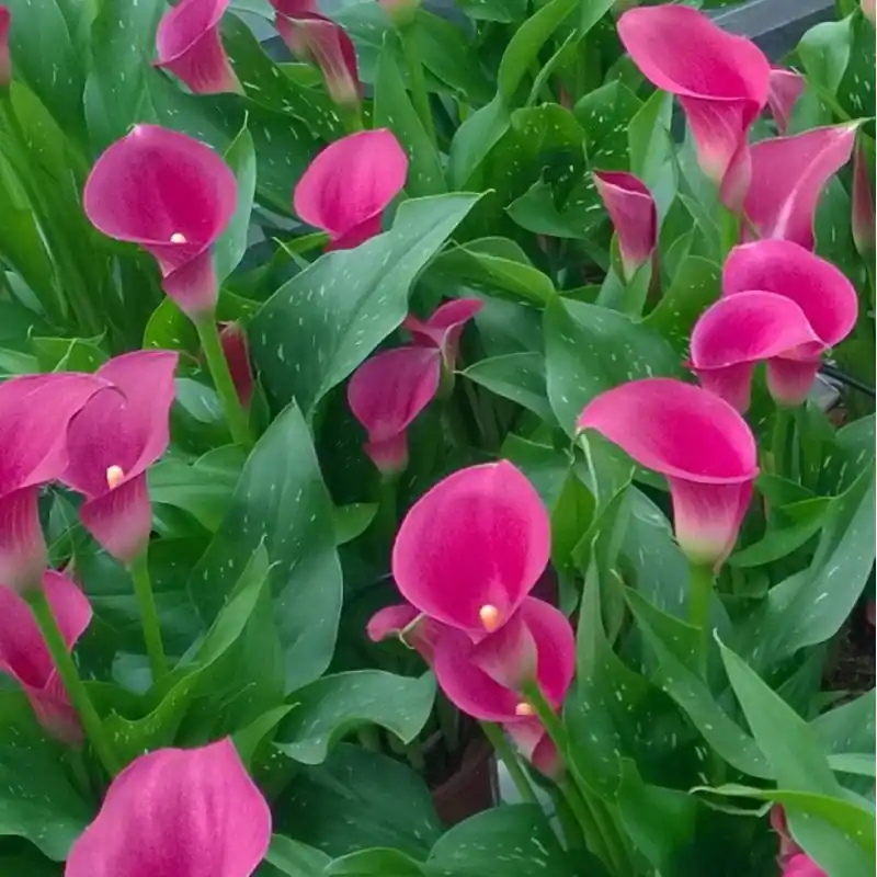 Zantedeschia ‘Cheerio‘ - Wees er snel bij