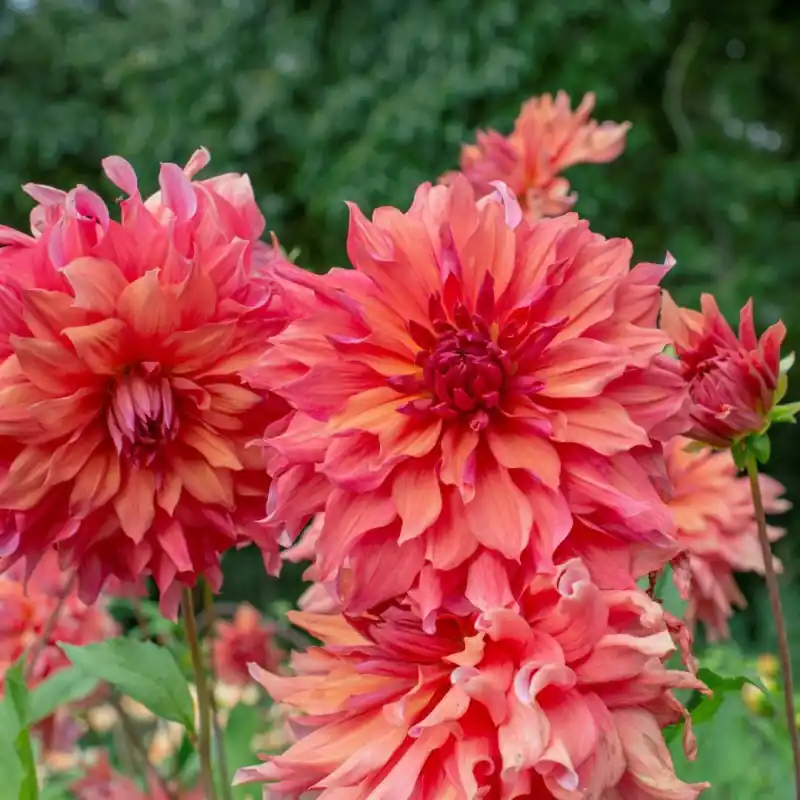 Bestseller | Dahlia ‘Belle of Barmera‘