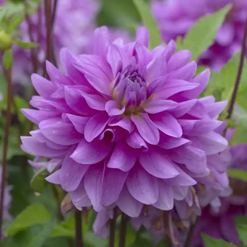 Online bestellen | Dahlia ‘Bluetiful‘
