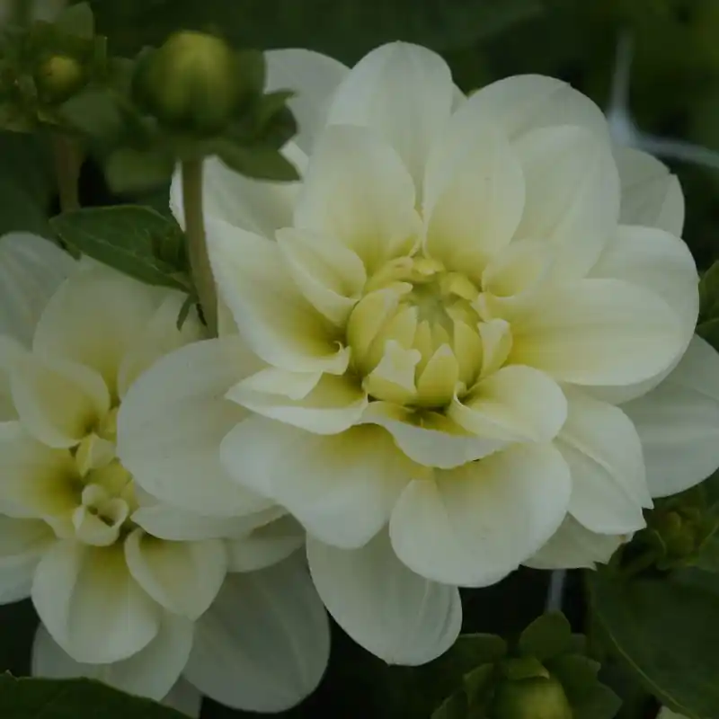 Dahlia ‘Cantarino‘ - Uitverkoop