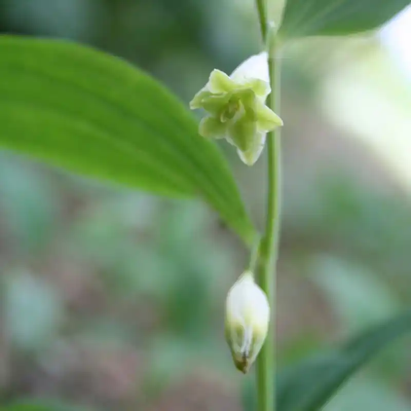 Polygonatum odoratum ‘Flore Pleno‘ - Bestelbaar