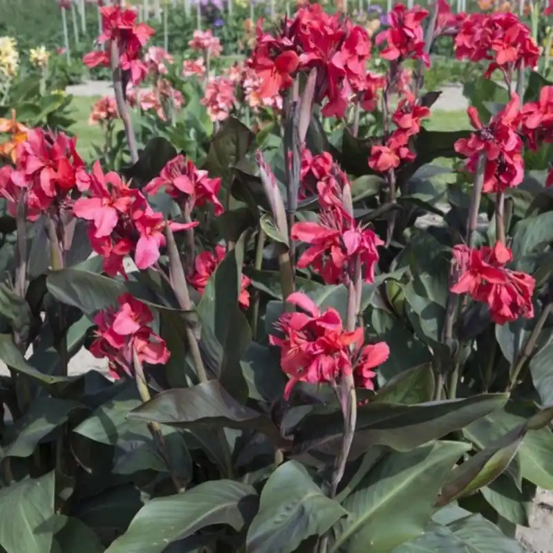 Canna ‘Pink and Roses‘ - Veilig betalen