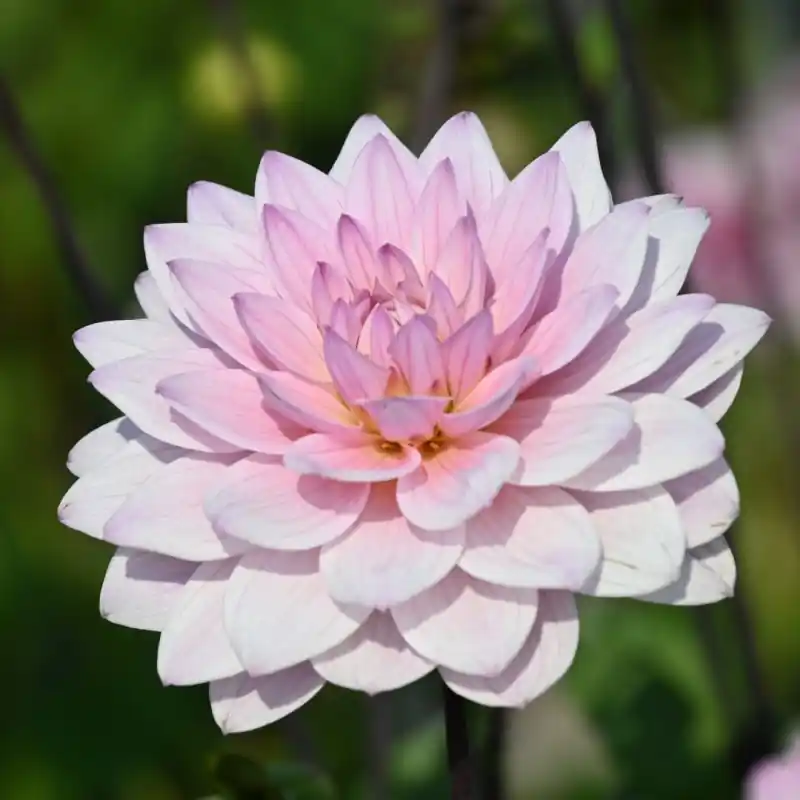 Dahlia ‘Karma Prospero‘ ® | Aanrader