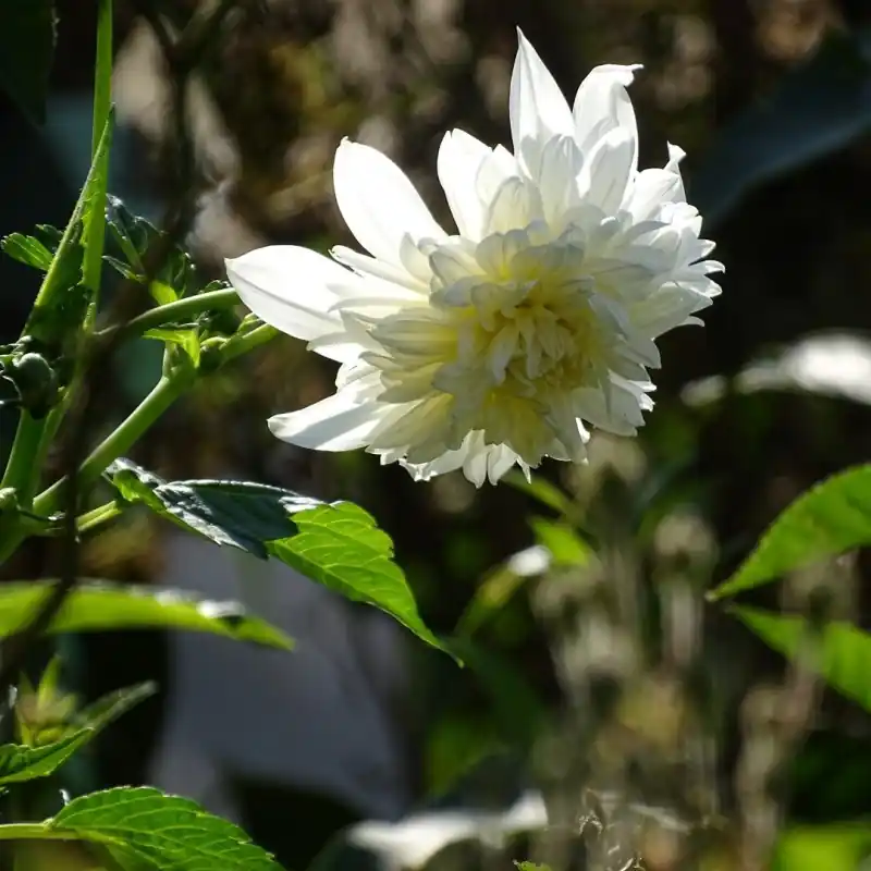 Shop nu | Dahlia imperialis -wit-