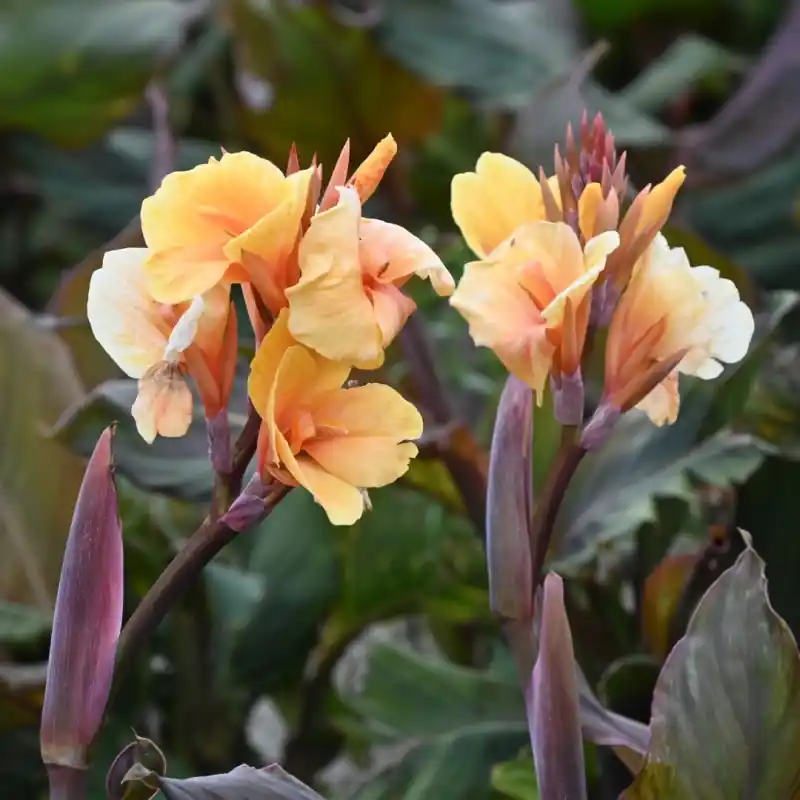 Veilig winkelen - Canna ‘Apricot Dream‘