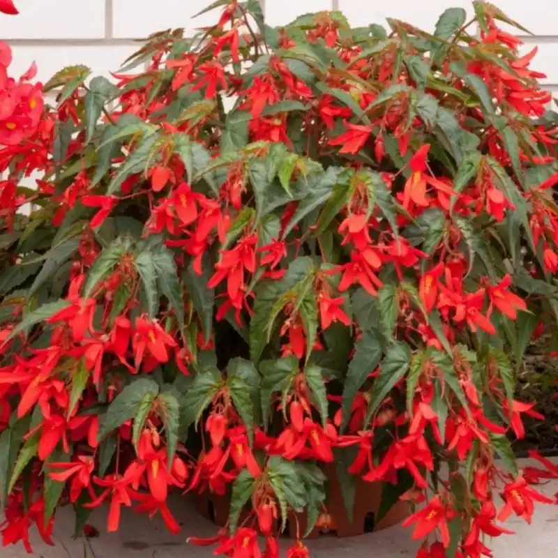 Begonia Bertinii boliviensis ‘Santa Cruz‘ | Nieuw gelanceerd