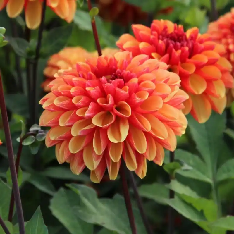 Dahlia ‘American Sunset‘ - Populair bij klanten