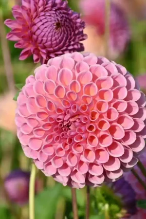 Zolang de voorraad strekt - Dahlia ‘Jowey Winnie‘