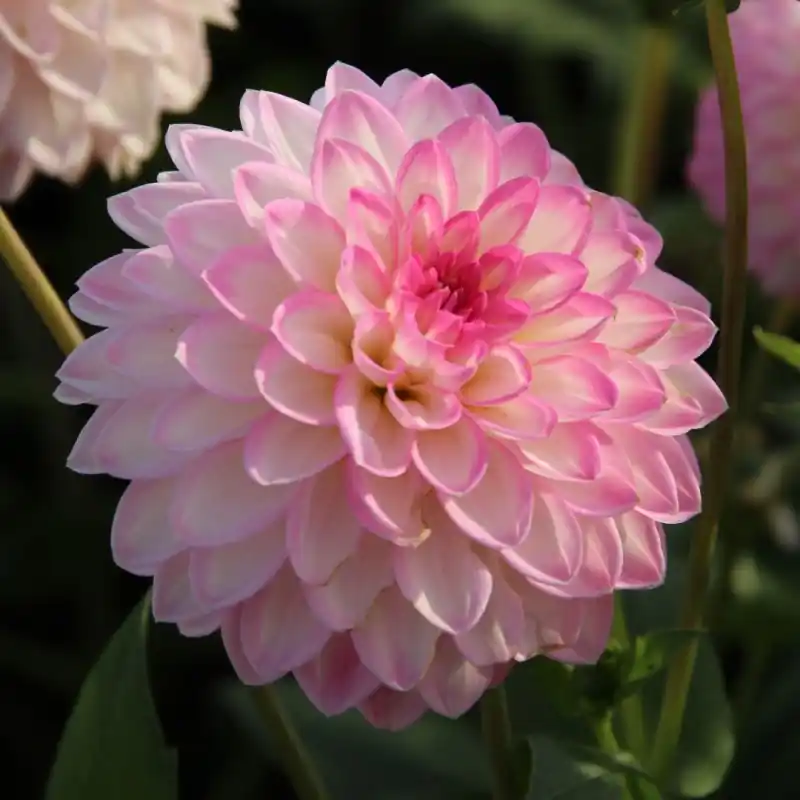 Dahlia ‘Arbatax‘ - Professionele kwaliteit