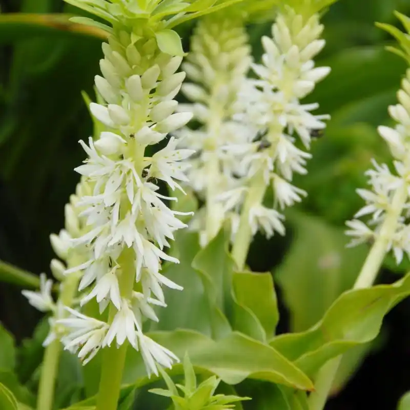 Topproduct - Eucomis autumnalis