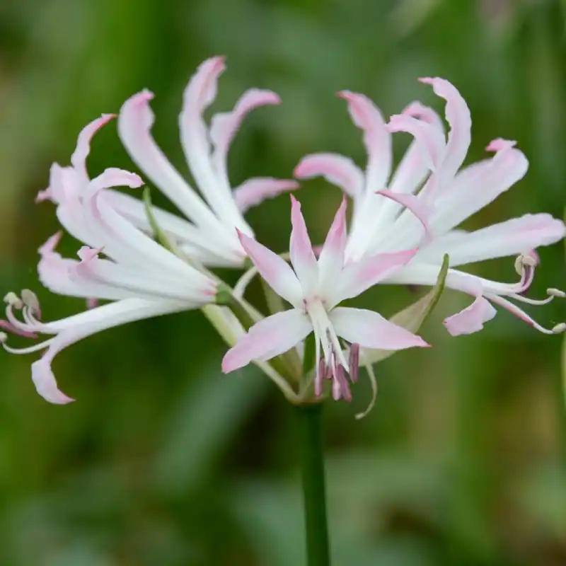 Wees er snel bij | Nerine bowdenii ‘Lipstick‘