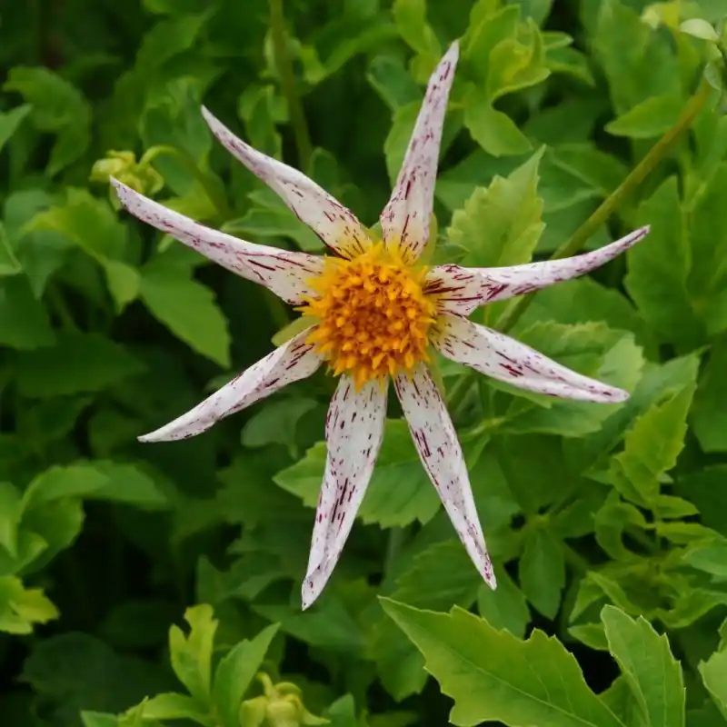 Dahlia ‘Destiny‘s Teachers‘ | Nieuw product