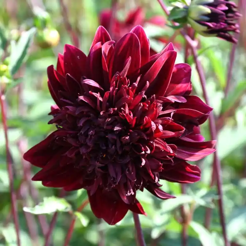 Korting - Dahlia ‘Soulman‘